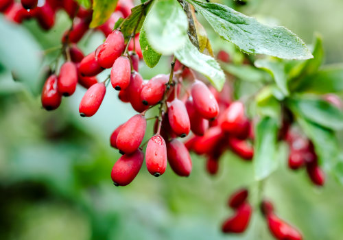 Does berberine interact with any medications?